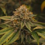 GMO Flower Grow