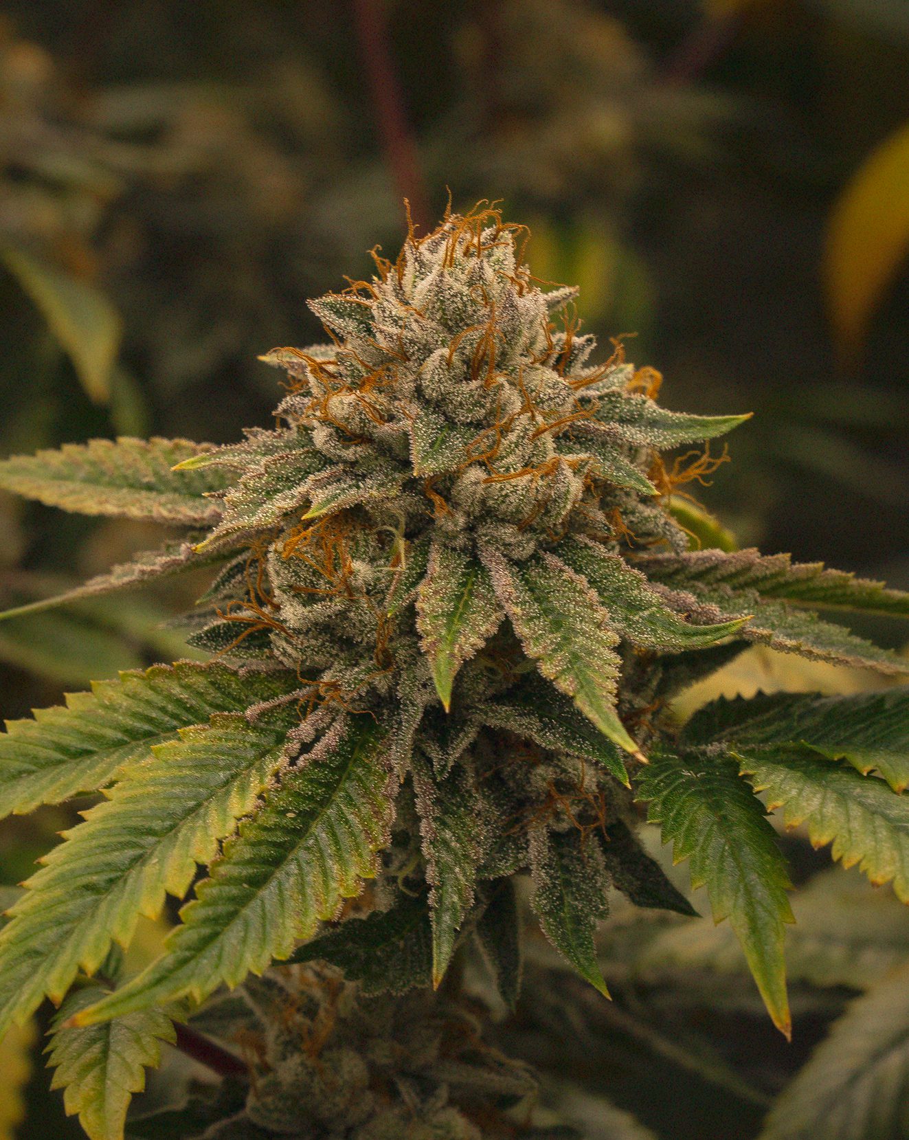 GMO Flower Grow