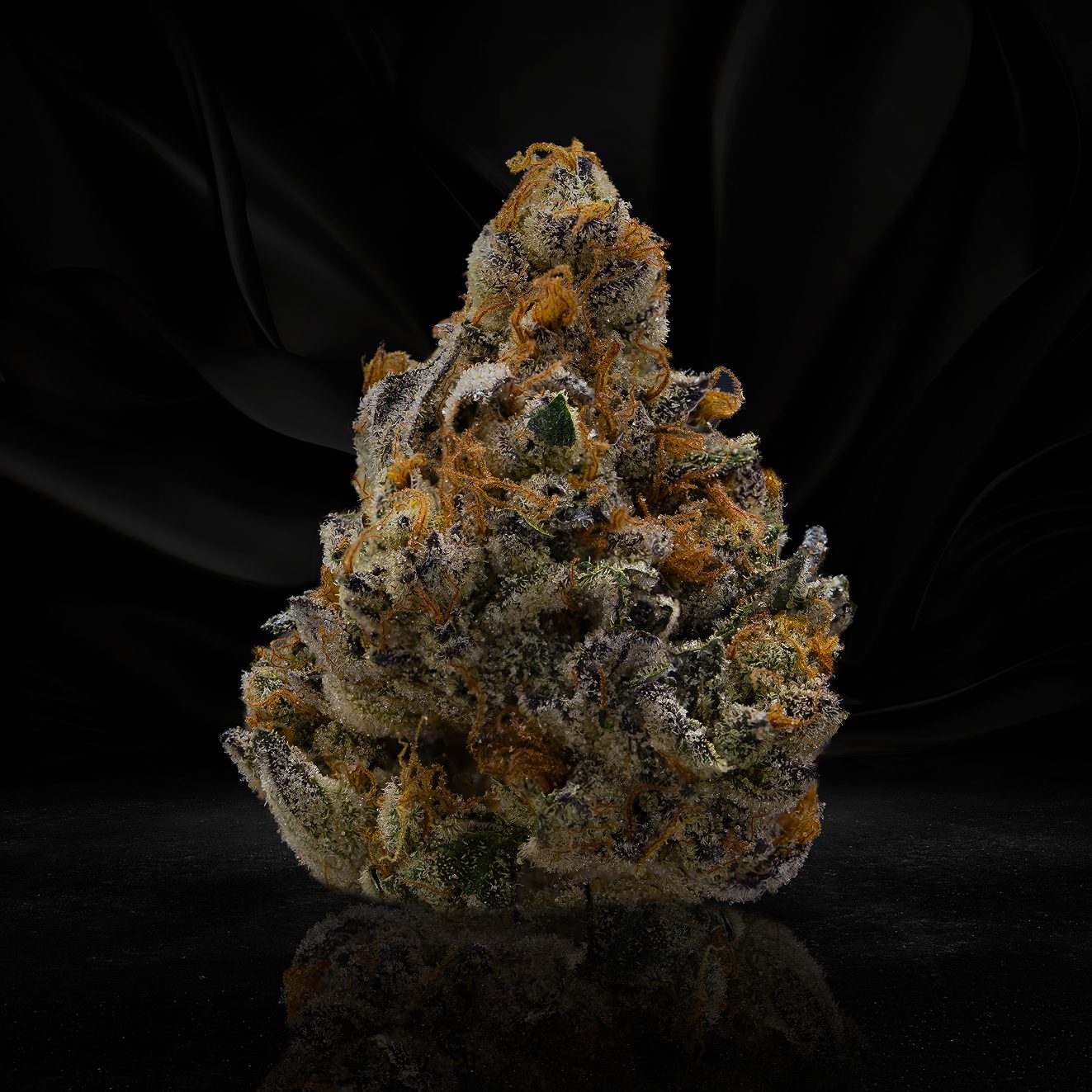 LACC GMO Isolated Focus Blended 1